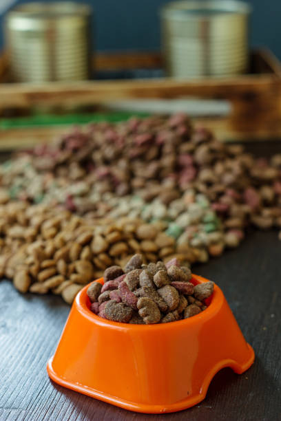 istock Pet food in bowl 865474116
