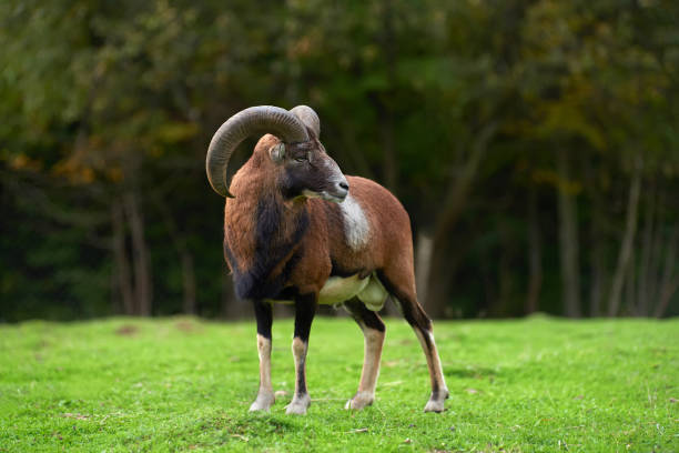 istock Big european moufflon in the meadow 865474134