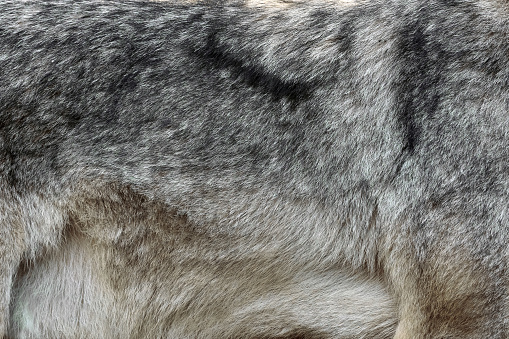 Close real texture of silver wolf fur