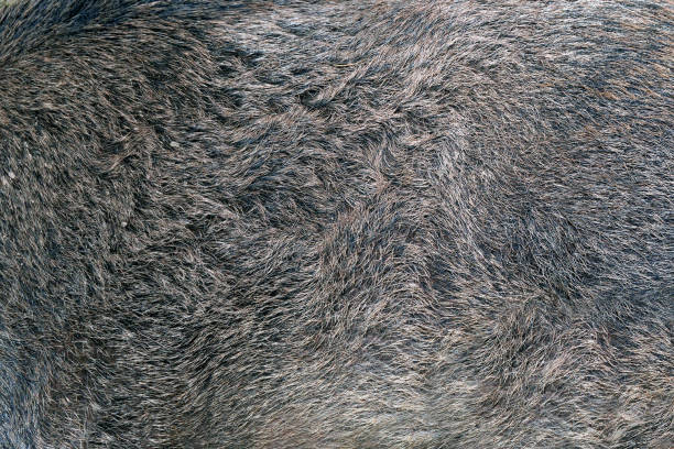 istock Texture of wild boar fur 865474172