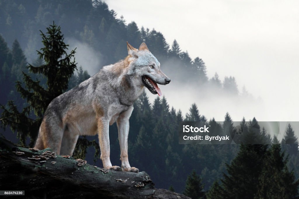 Loup de chasse en montagne - Photo de Loup libre de droits