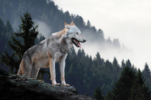 산에서 사냥 늑대 - canadian timber wolf 뉴스 사진 이미지