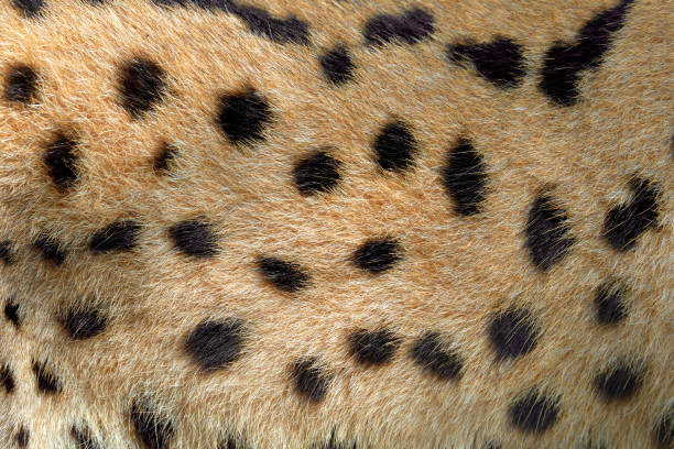 istock Real texture of serval cat fur 865474266