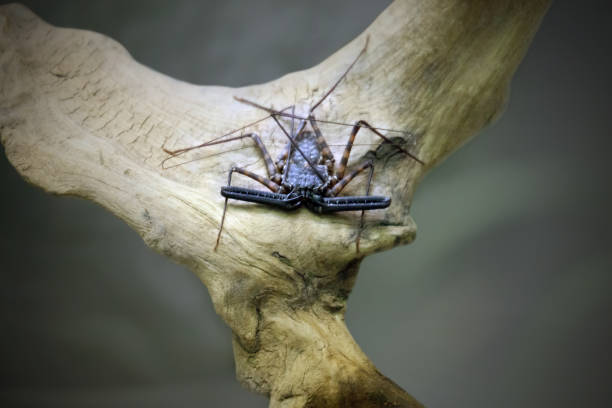 Whip Scorpion amblypygi posing over a dry trunk.