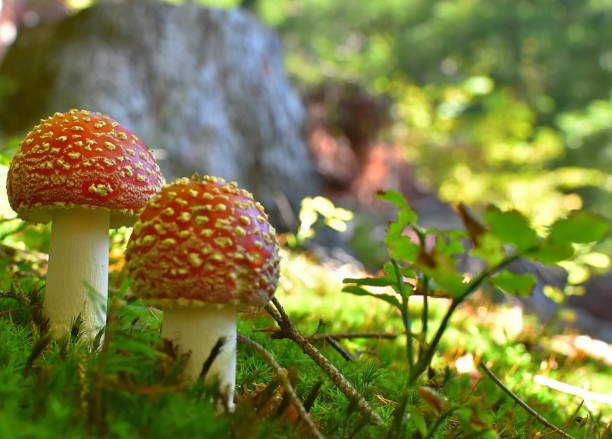 flyagaric champignons - mushroom fly agaric mushroom photograph toadstool photos et images de collection