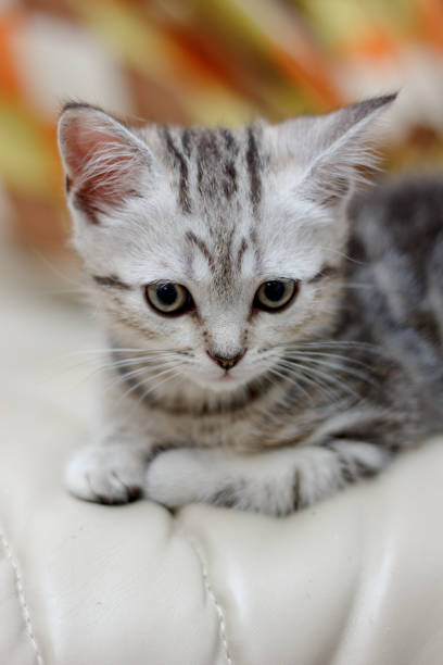 istock Adorable young cat laying on the chair. 865474770