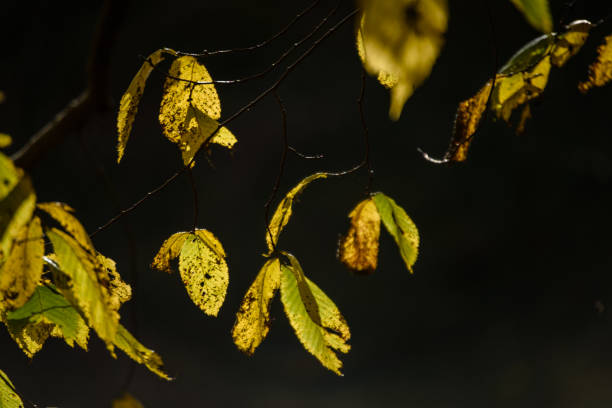 istock autumn gold colored leaves in bright sunlight 865477550