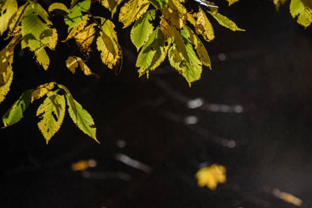 istock autumn gold colored leaves in bright sunlight 865477576