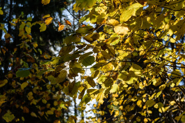 istock autumn gold colored leaves in bright sunlight 865477986
