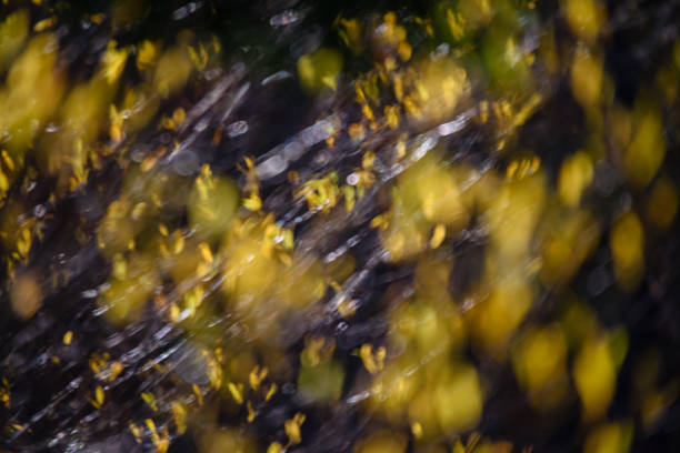 autumn gold colored leaves in bright sunlight in forest on dark blur background