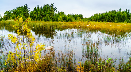 Scenic view of bog area in Michigan Upper Peninsula