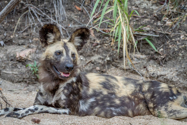 istock African wild dog laying in the sand. 865489402