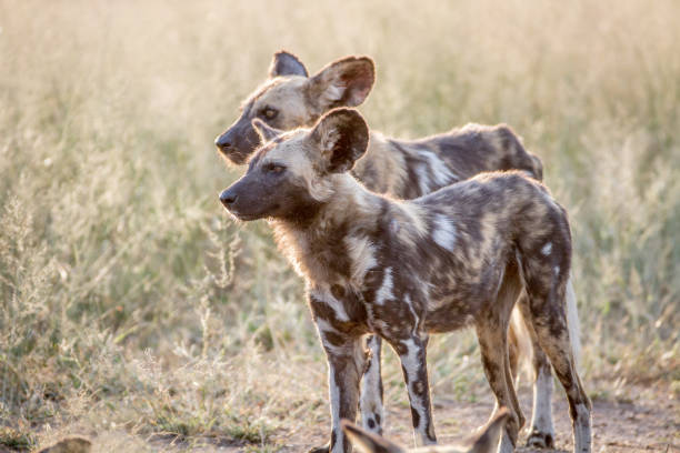 istock African wild dogs standing in the grass. 865489532