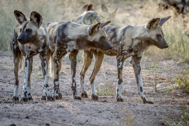 istock African wild dogs starring around. 865489538