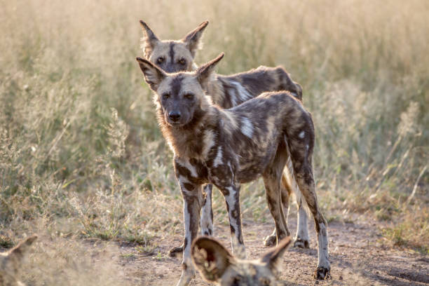 istock African wild dogs standing in the grass. 865489570