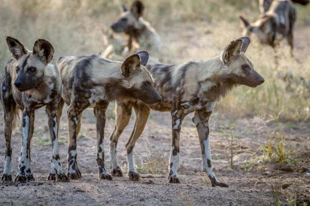 istock African wild dogs starring around. 865489598