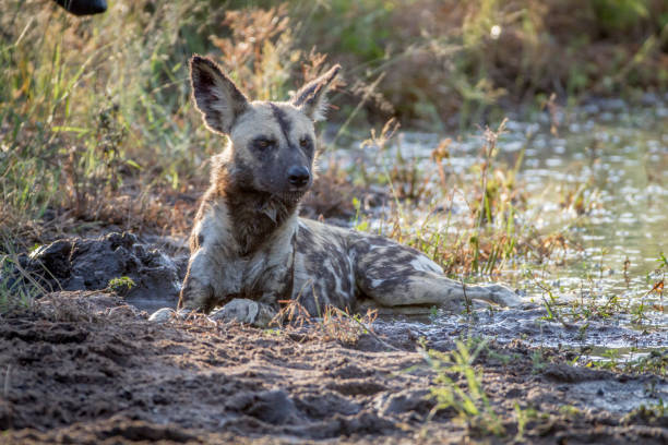 istock African wild dog laying next to the water. 865489614