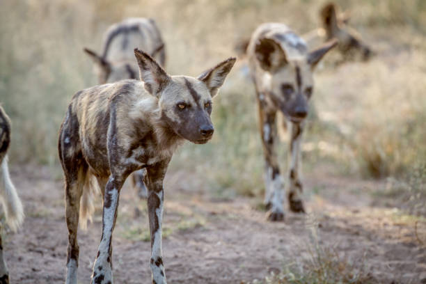 istock African wild dogs walking towards the camera. 865489632
