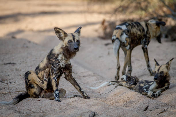 istock African wild dog sitting in the sand. 865489640
