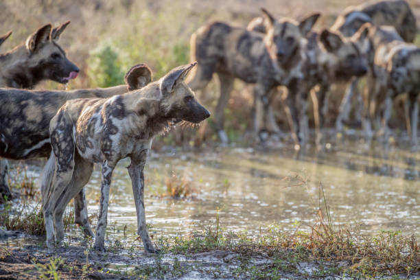 istock Pack of African wild dogs drinking. 865489650