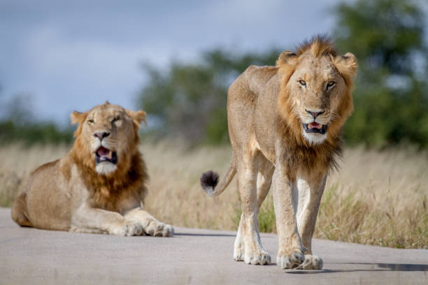 istock Two Lion brothers on the road. 865489688