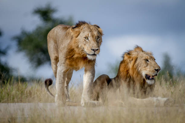 istock Two Lion brothers on the road. 865489692