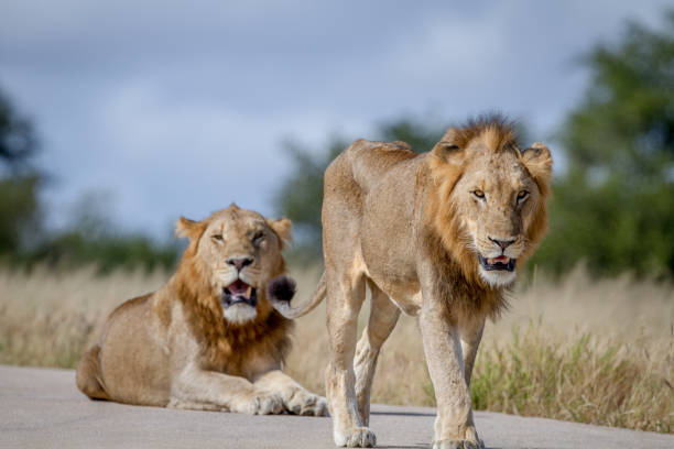 istock Two Lion brothers on the road. 865489706