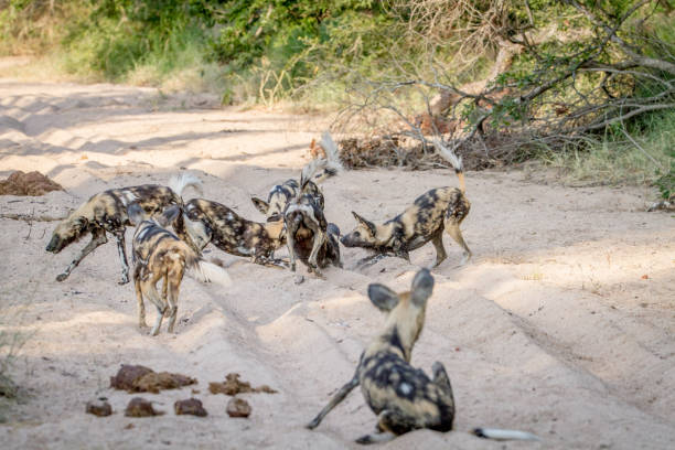 istock Pack of African wild dogs playing in the sand. 865489732