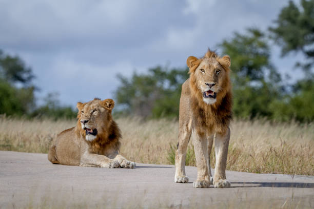 istock Two Lion brothers on the road. 865489742