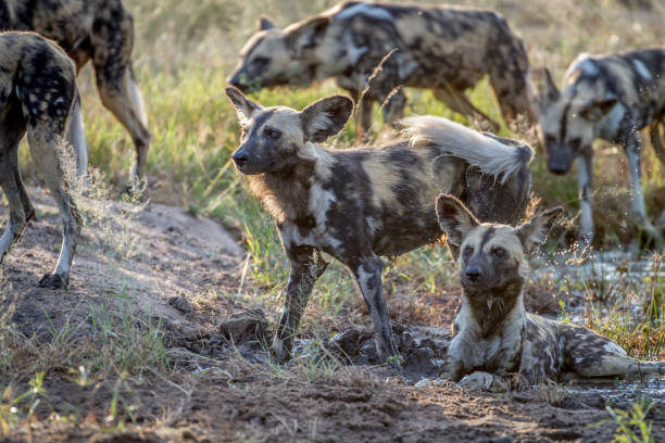 istock Pack of African wild dogs in the grass. 865489840