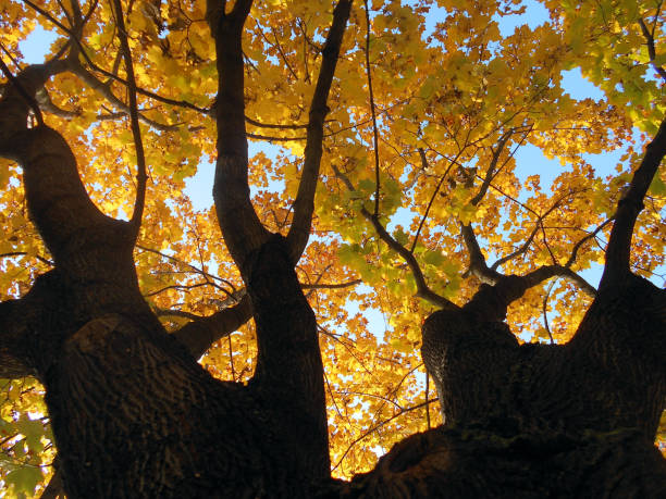 istock Autumn in the treetops of deciduous trees 865489884