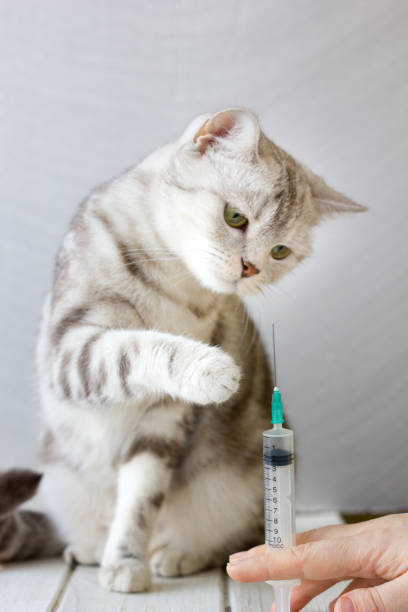 istock Cat and syringe in vet clinic. 865492402