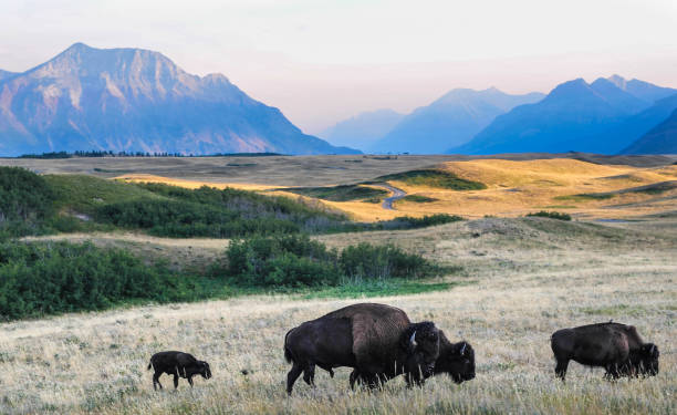 bisonte sulla prateria alberta - mammifero ungulato foto e immagini stock