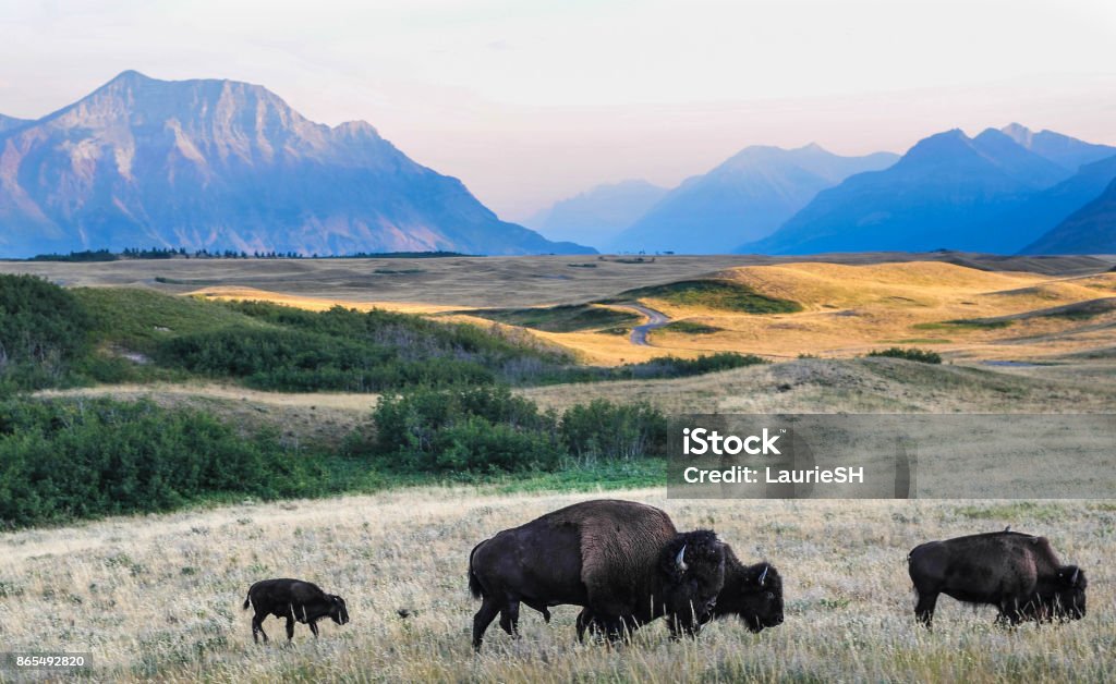 Bison on the Alberta Prairie Bison graze the Alberta prairie near Waterton National Park Alberta Stock Photo