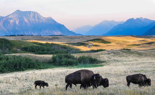Bison on the Alberta Prairie Bison graze the Alberta prairie near Waterton National Park hoofed mammal stock pictures, royalty-free photos & images