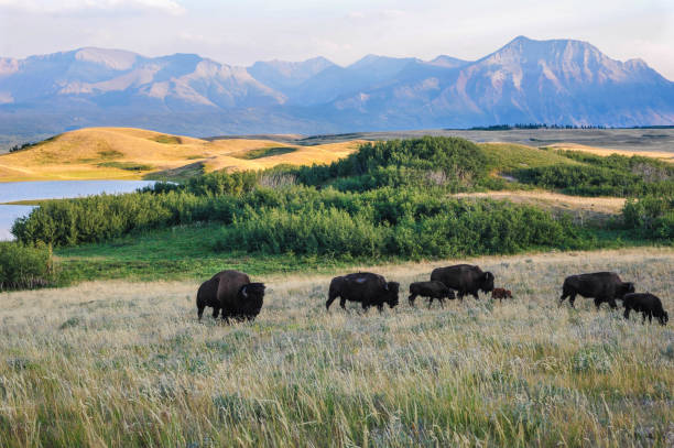 istock Bison of the Mountain Prairies 865492834