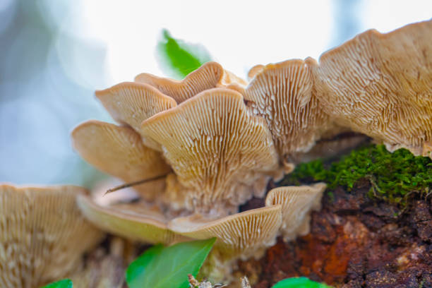 Trametes versicolor fungis on trunk from lateral view in macro shot.