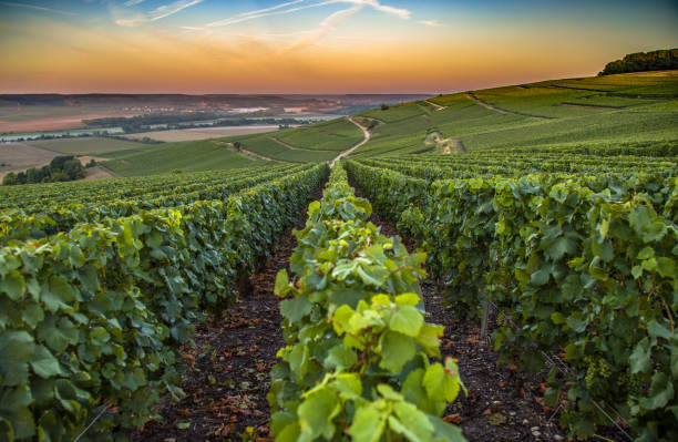 Champagne region in France. A beautiful view. Champagne region in France. A beautiful view during the sunrise. champagne grapes stock pictures, royalty-free photos & images