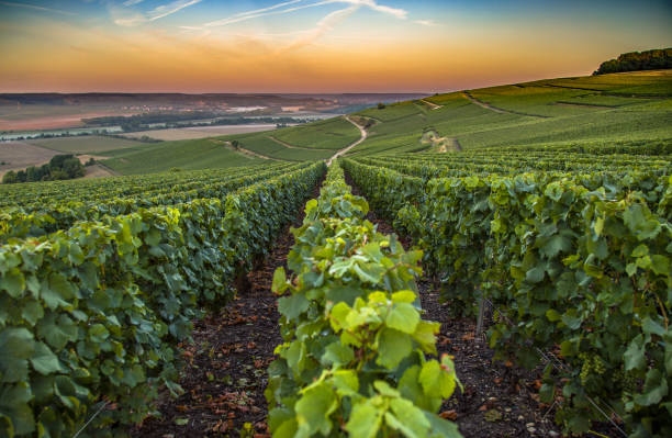 champagne-regionen i frankrike. vacker utsikt. - champagne bildbanksfoton och bilder