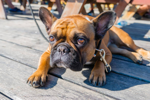 istock French bulldog on brown terrace 865495968