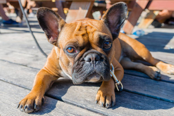 istock French bulldog on brown terrace 865496050