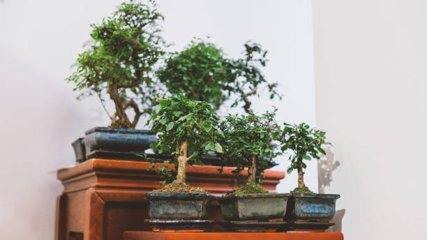 istock A small bonsai tree in a ceramic pot close-up.bonsai tree for sale 865496980