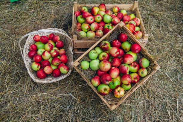 istock Green-red apples in boxes and basket lying on the straw. Harvest concept 865499108