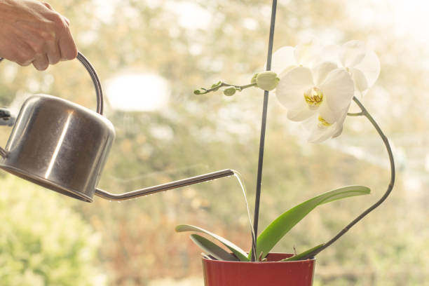 Watering Orchid Plant stock photo
