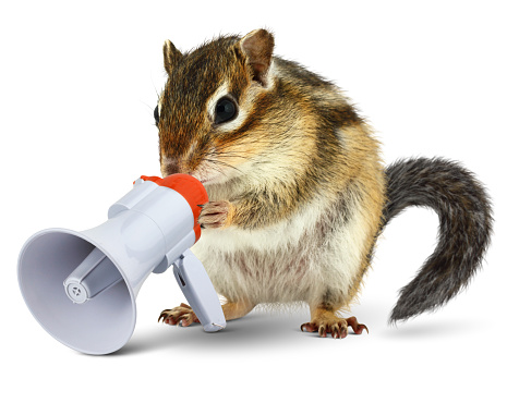 Funny animal chipmunk talking into megaphone, isolated on white