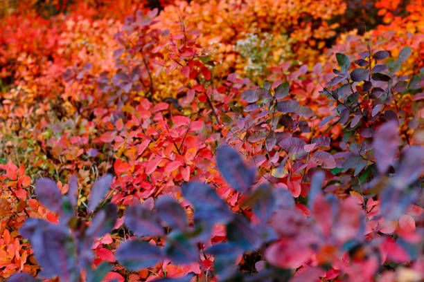 istock bright autumn leaves 865506386