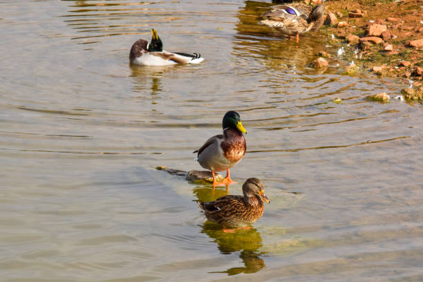 istock a duck in the lake 865506648
