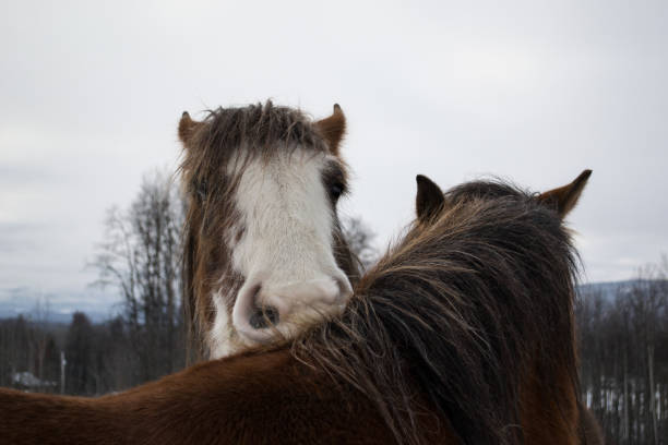 Clydesdales Two Clydesdales grooming each other in the field. smithers british columbia stock pictures, royalty-free photos & images