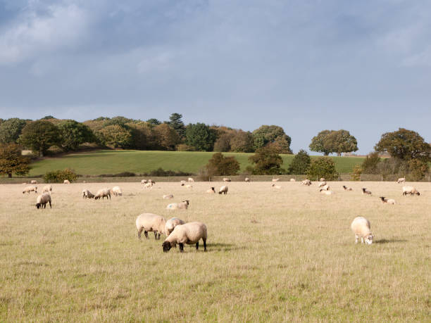 istock beautiful farm field with sheep grazing on grass summer day 865508932