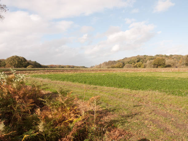 istock beautiful farm field green countryside landscape plain outside 865509042